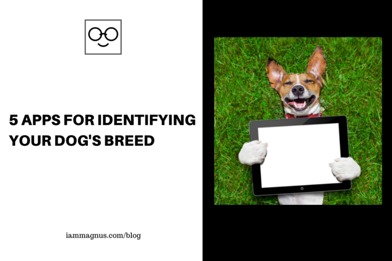 5 Apps For Identifying Your Dog's Breed Instantly